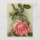 Search for vintage rose illustration postcards Retro