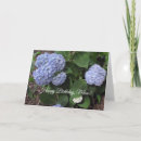 Search for purple hibiscus cards Floral