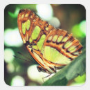 Search for watched stickers Butterfly