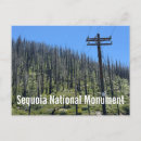 Search for giant tree postcards California
