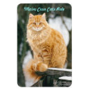 Search for coon magnets Cat