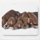 Search for domestic mouse mats Dog