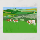 Search for grazing cows postcards Nature