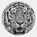 Search for black tiger stickers Wild animals