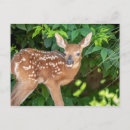 Search for fawn postcards Wildlife