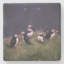 Search for puffin coasters Wildlife