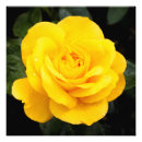 Search for beautiful roses posters Yellow