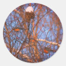 Search for robin bird stickers Nest