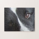 Search for shetland sheepdog puzzles Collie