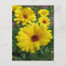 Search for calendulas postcards Blossom
