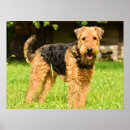Search for airedale terrier gifts Animal