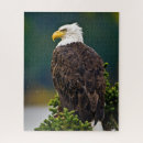 Search for american bald eagle puzzles Wildlife