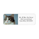 Search for housecat Feline