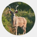 Search for antelope round stickers Africa