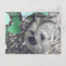 Search for hornets postcards Bee