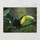 Search for keel billed toucan postcards Animal