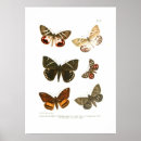 Search for lepidoptera art Insect
