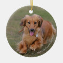 Search for miniature dachshund christmas tree decorations Chocolate and tan