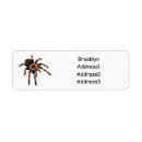 Search for spider return address labels Insect
