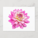 Search for big flower postcards Pretty
