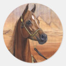 Search for arabian horse Mare
