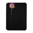 Search for single rose magnets Stem