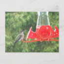 Search for feeders postcards Trees