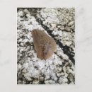 Search for slug Animal