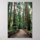 Search for muir woods posters Nature