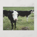 Search for grazing cows postcards Dairy