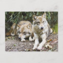 Search for grey wolves postcards Canine