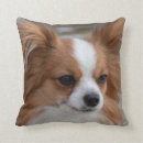 Search for papillon cushions Cute