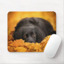 Search for spaniel puppy mouse mats Dog