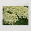 Search for daucus Bird's nest