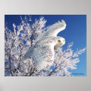 Search for christmas owl art Winter