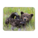 Search for brown bear magnets Animals in the wild