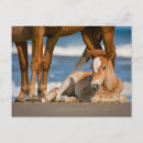 Search for horse baby postcards Mustang