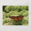Search for butterfly garden postcards Orange