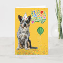 Search for cattle dog birthday cards Blue heeler