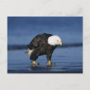 Search for balding postcards Male