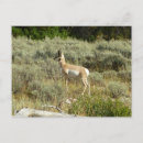 Search for pronghorn postcards Nature