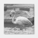 Search for wade magnets Wildlife