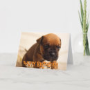 Search for boxer puppies birthday cards Cute