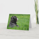 Search for bernese photography Dog