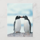 Search for two penguins postcards Full length