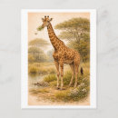 Search for giraffe drawing postcards Illustration