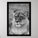 Search for lion photography posters White