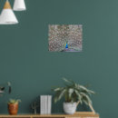 Search for fantail posters Bird