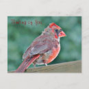 Search for cardinal bird postcards Thinking of you
