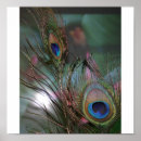 Search for blue feathers posters Fowl